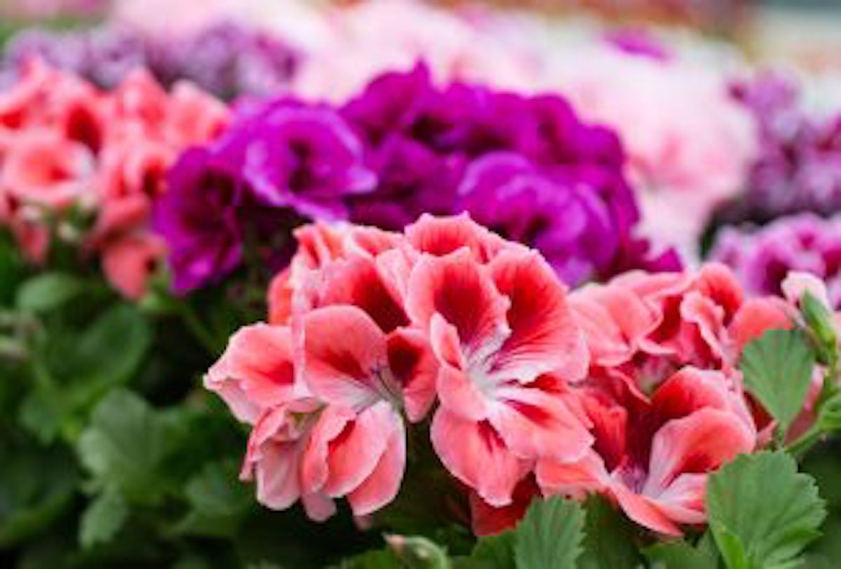 Why You Should Consider Wintering Geraniums